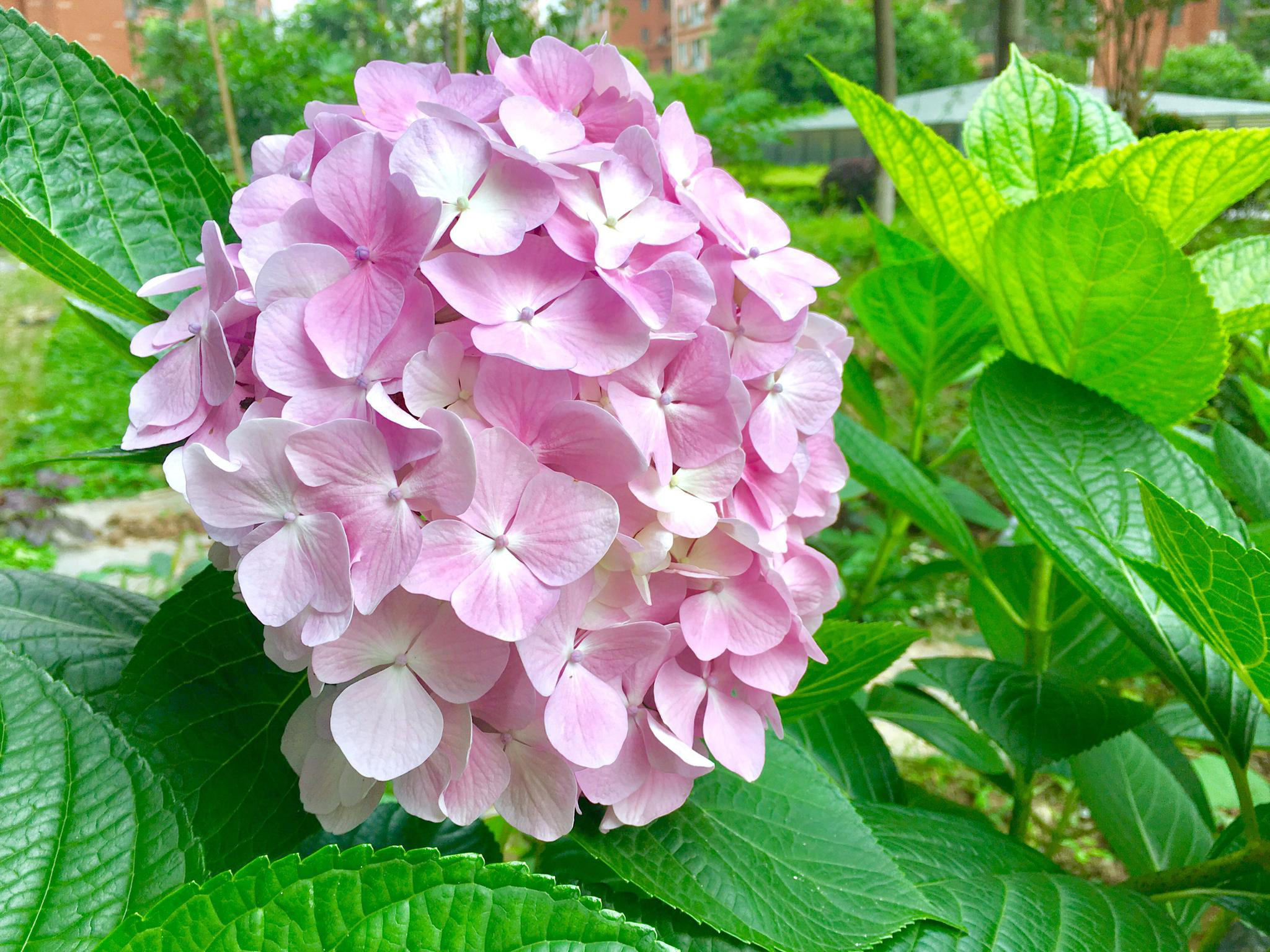 抽打花核容紫抽打花核-第1张图片