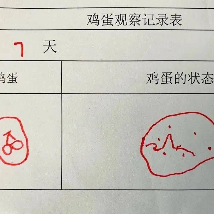 xzl仙踪林精品幼儿园的课程设置XZL仙踪林精品幼儿999——幼儿成长的新选择-第1张图片