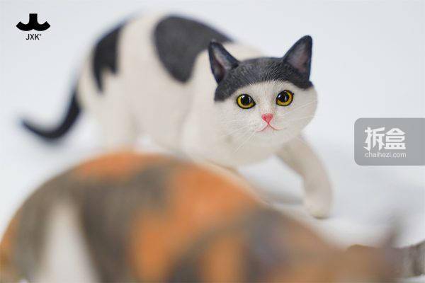 新版猫咪3.0.1网页版猫新版网页版入口介绍-第3张图片