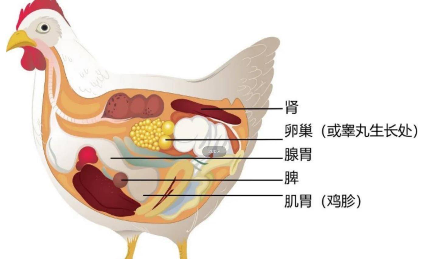 子宫已经四个鸡蛋了不能再塞了已经四个鸡蛋了不能再塞了