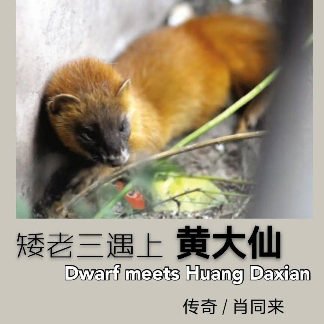 黄大仙精选免费资料大全