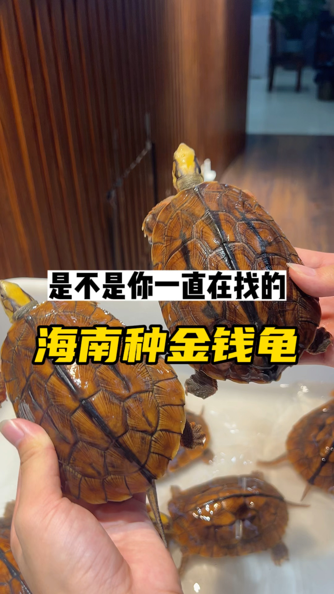 金钱龟最新价格解析-第2张图片