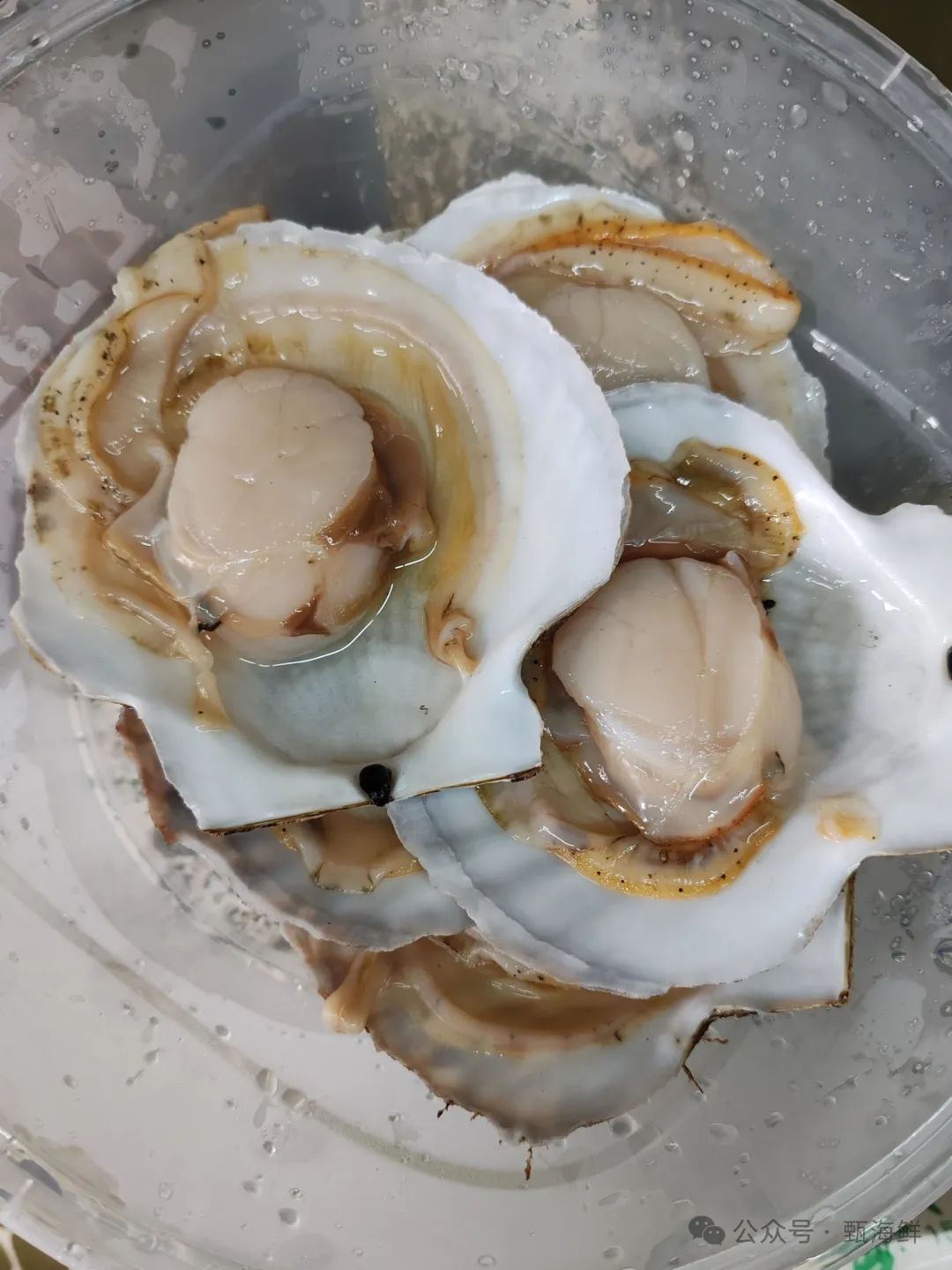 宝宝腿再开大一点就能吃到扇贝了宝宝腿再开大一点，就能吃到扇贝的喜悦-第2张图片