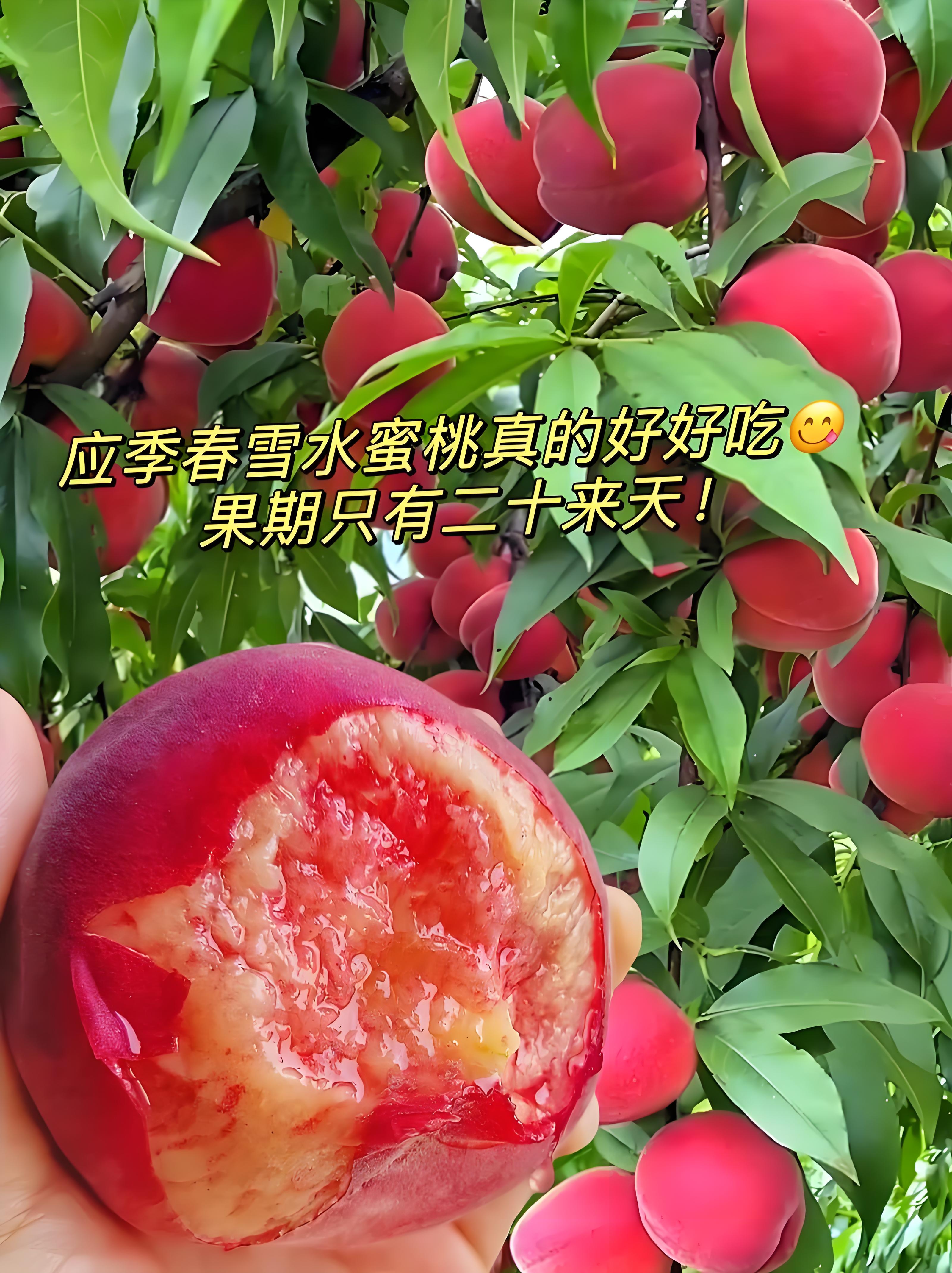水蜜桃官方社区水蜜桃文化传媒网站，探索水蜜桃文化的传播与展示