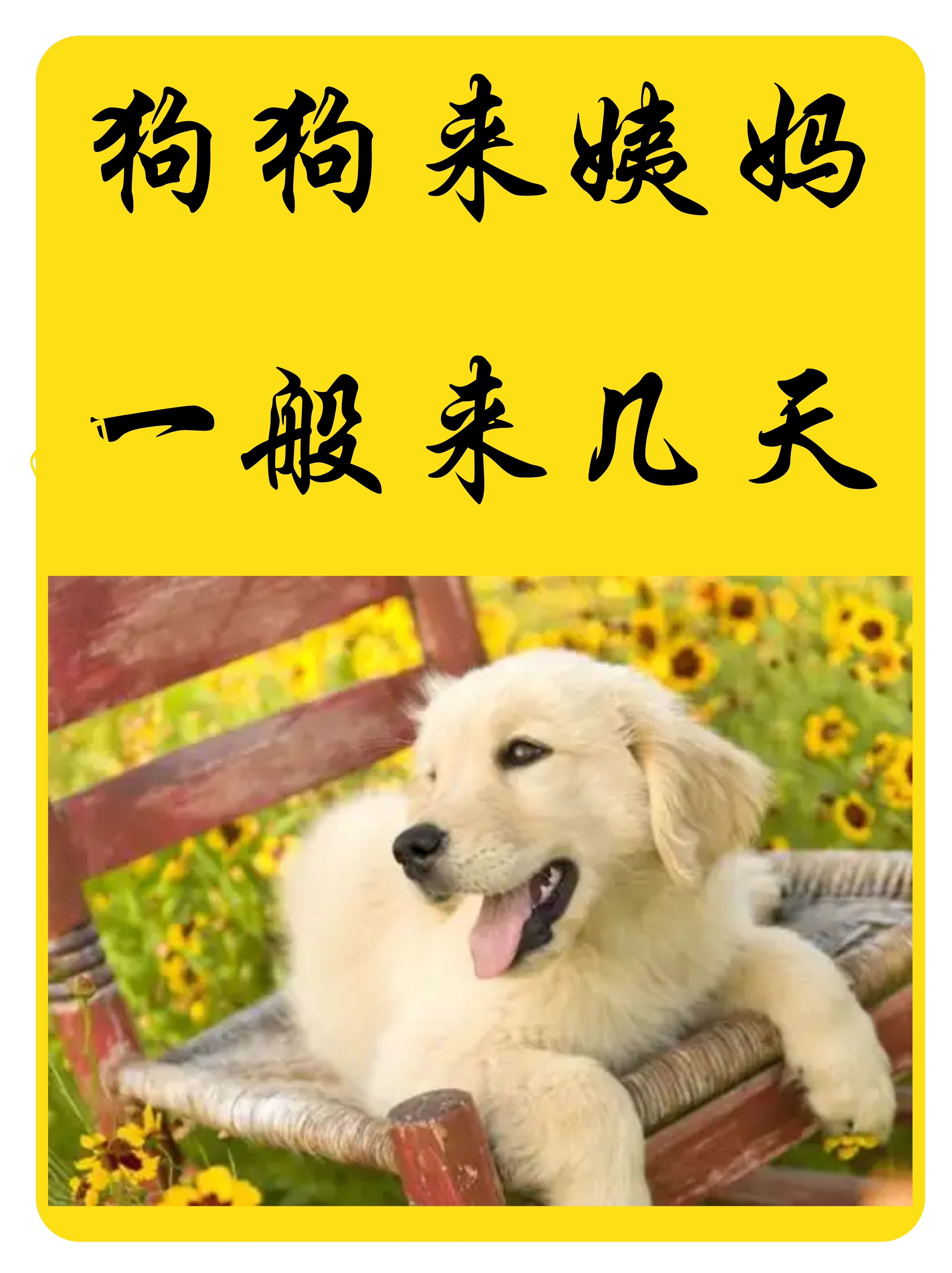 狗狗又长又大卡在里面出不来狗狗卡在大型犬笼里-第2张图片