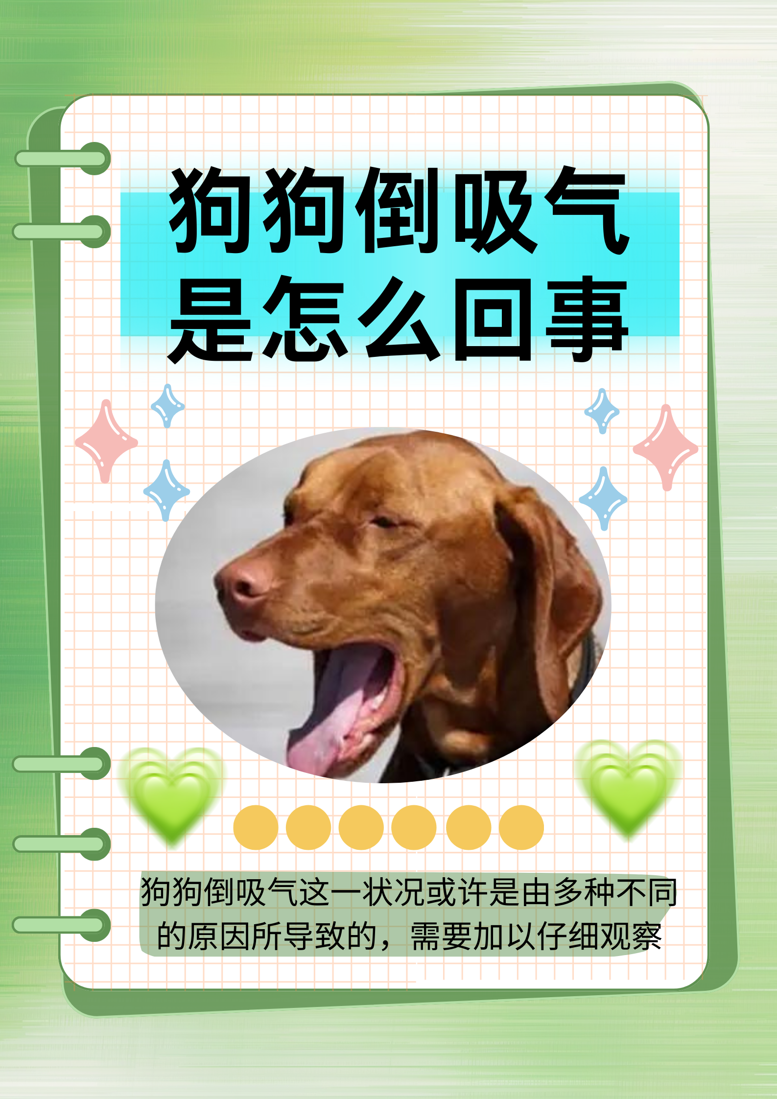 狗的速度很快又大又烫狗的速度与力量-第3张图片