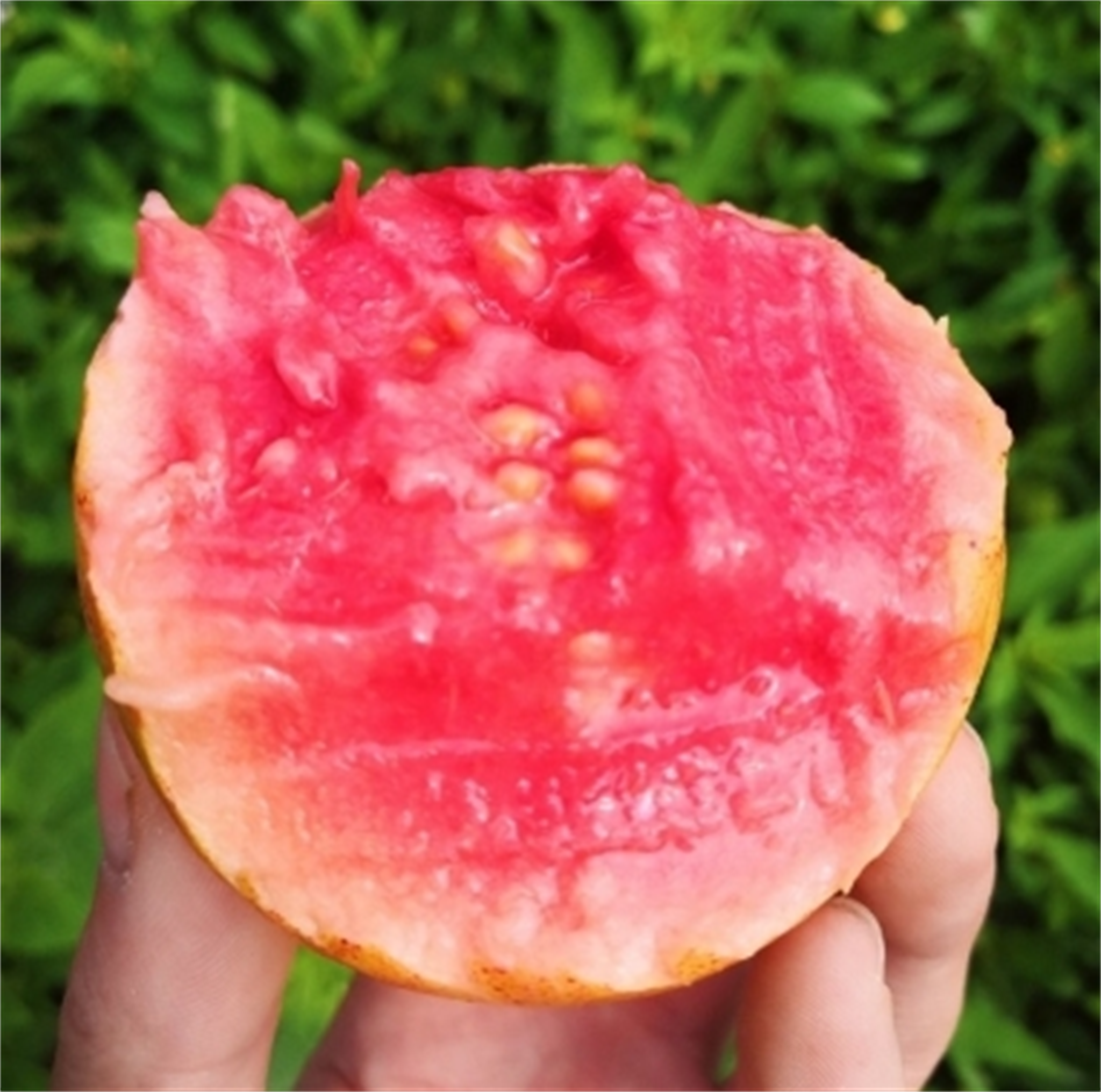 芭乐鸭脖向日葵芭乐鸭脖芭乐鸭脖，美食之旅