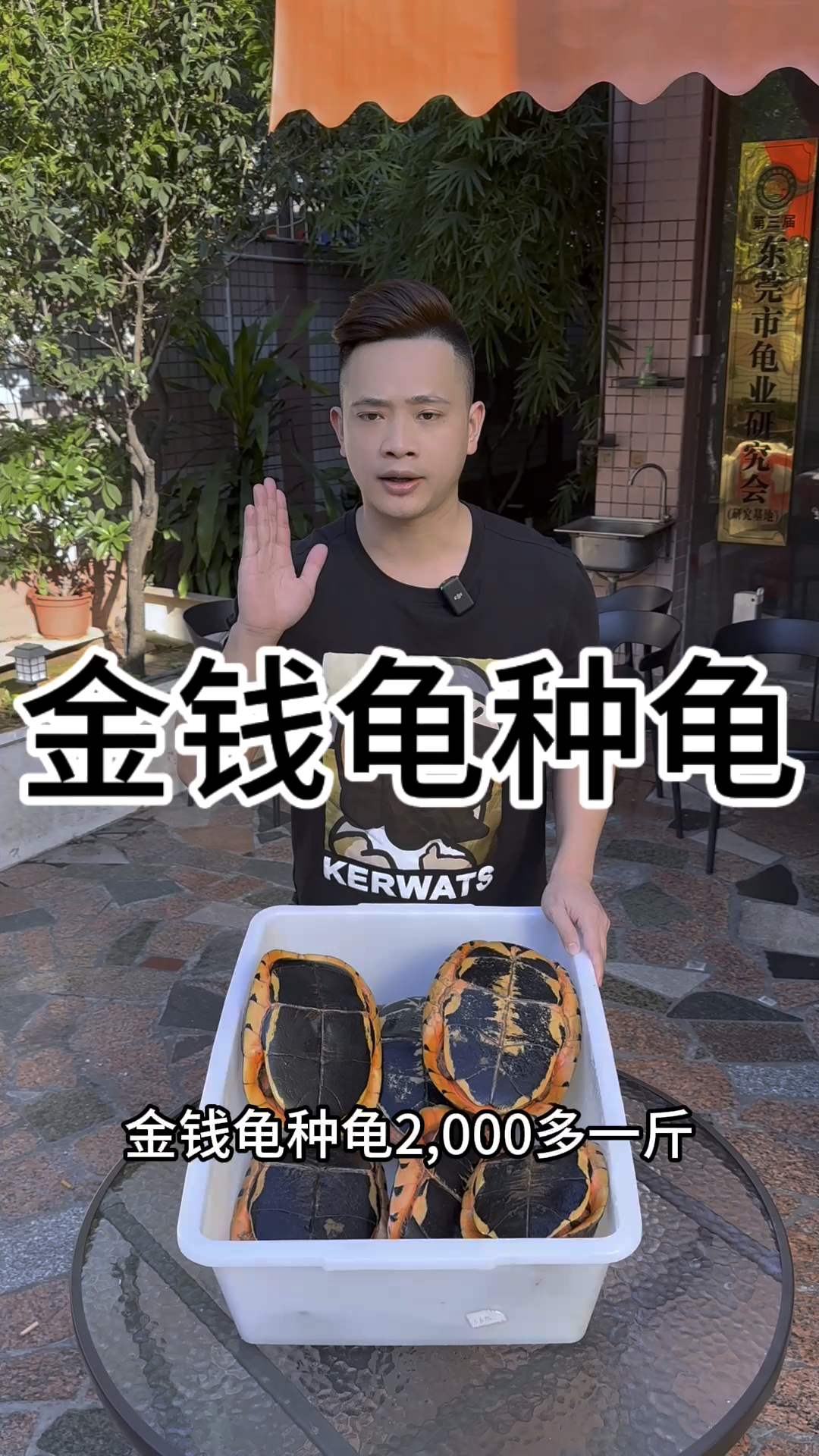 金钱龟最新价格解析