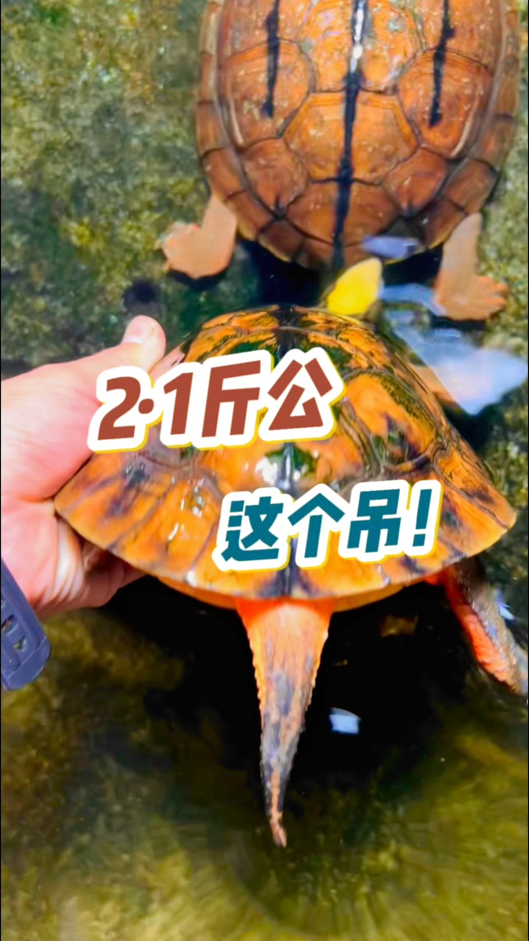 金钱龟最新价格解析-第3张图片