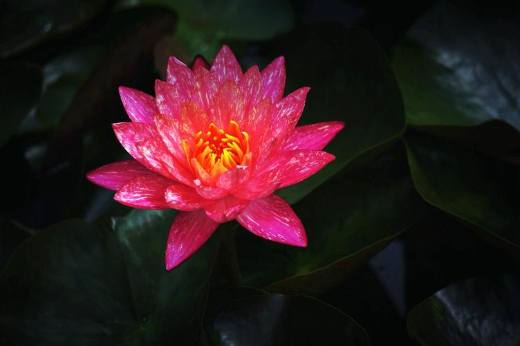 倒插莲花怎么玩倒插莲花怎么玩