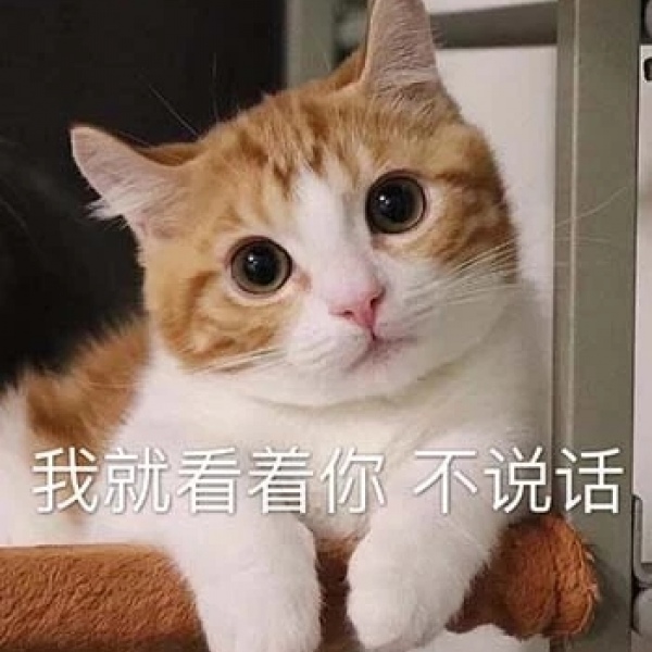 猫咪永久域名收藏地址猫咪永久域名收藏地址-第2张图片