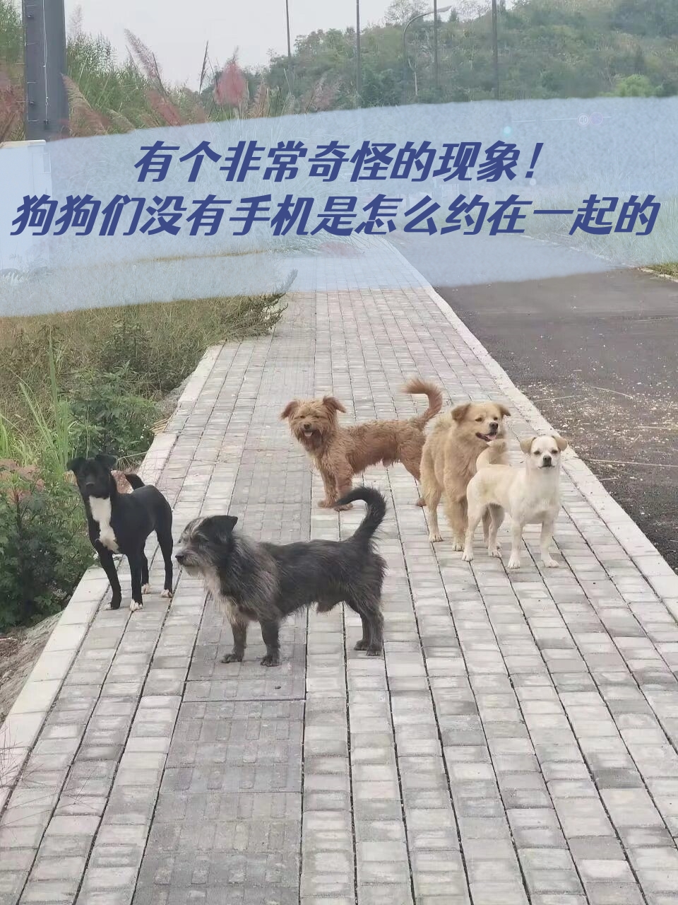 狗狗卡在我里面的时间与解决-第2张图片