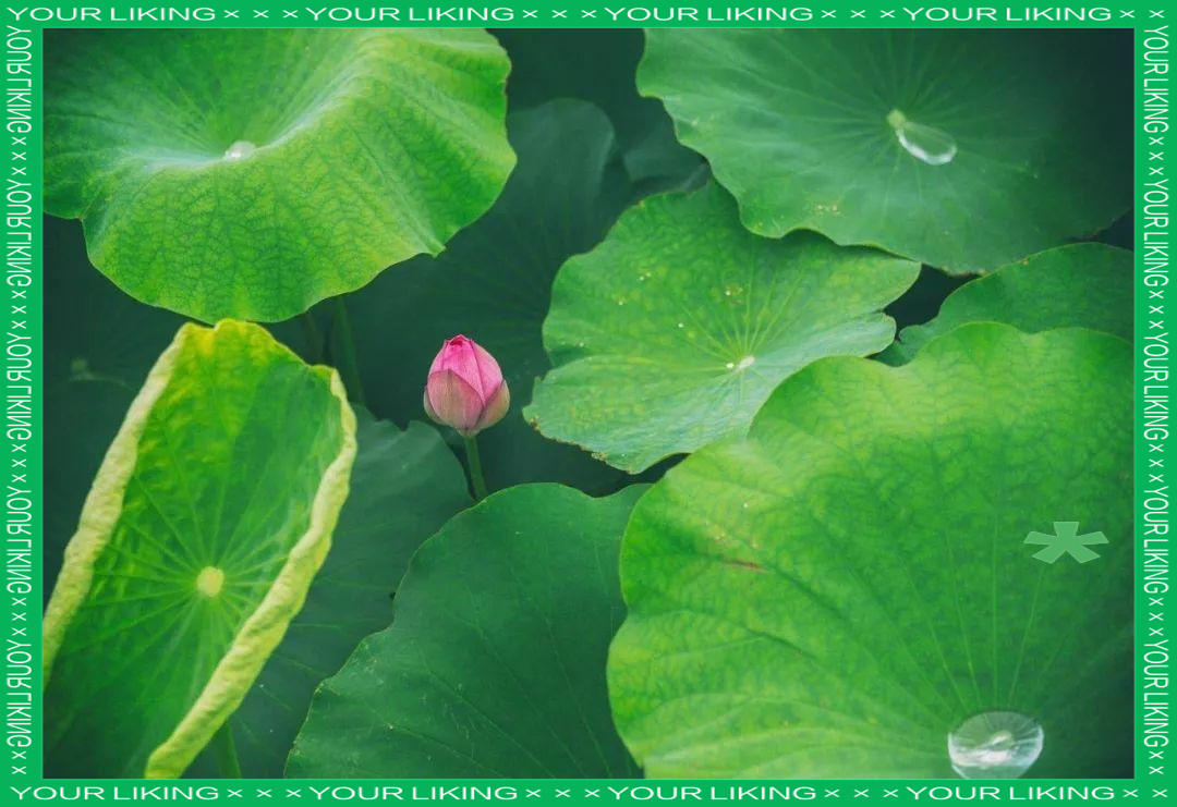 出水芙蓉的含义-第2张图片