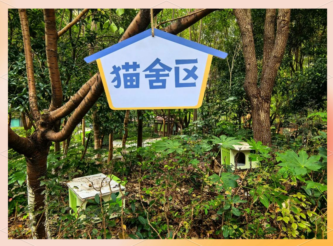 猫咪社区线上猫咪社区免费视频在线观看