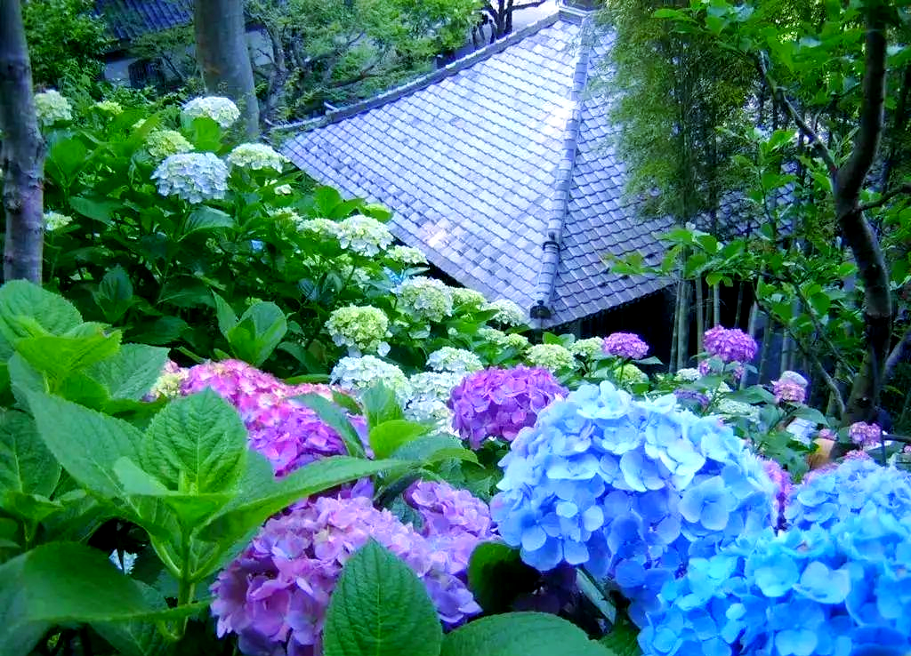 紫阳花紫阳花之美-第3张图片