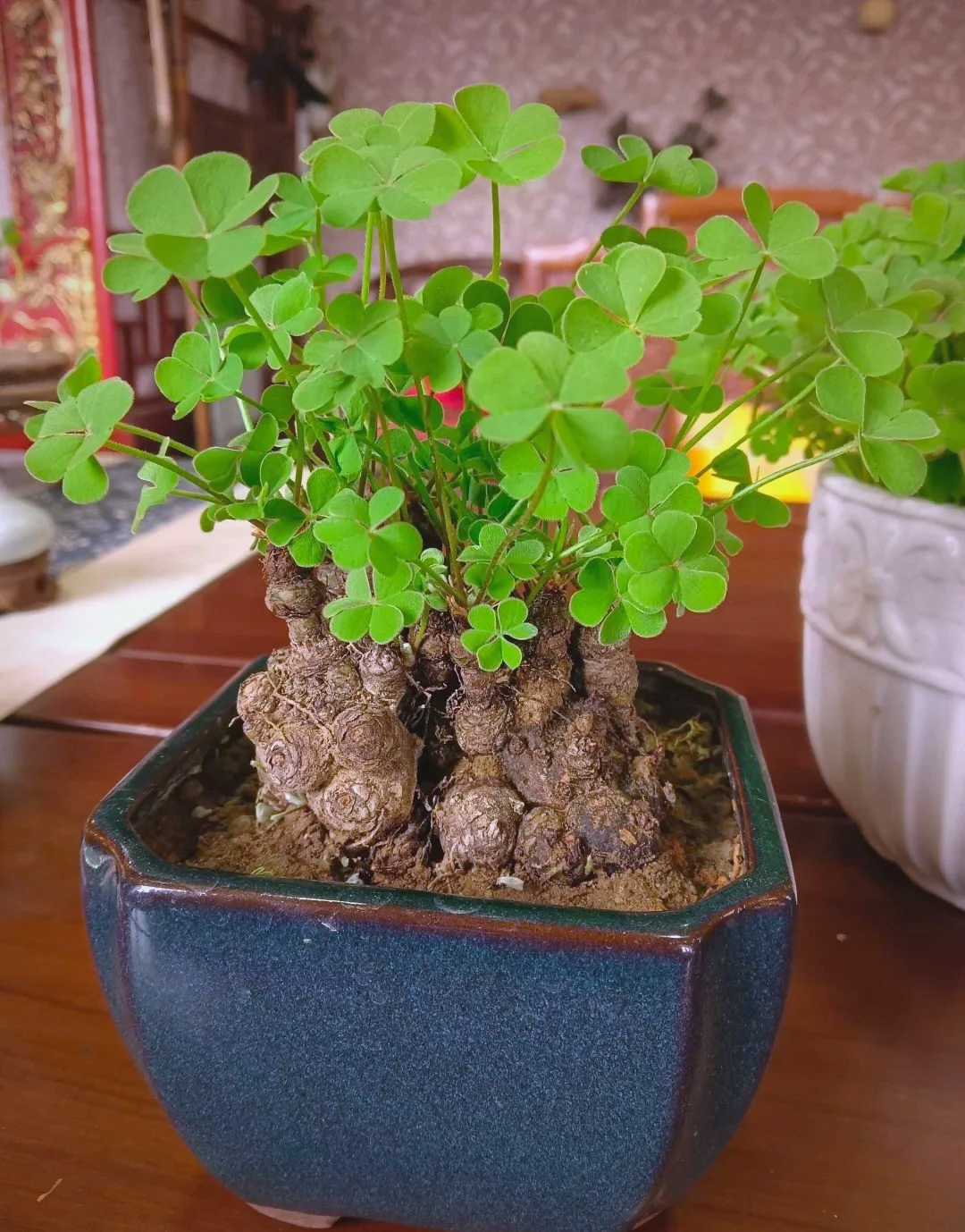 野草乱码一二三的区别
