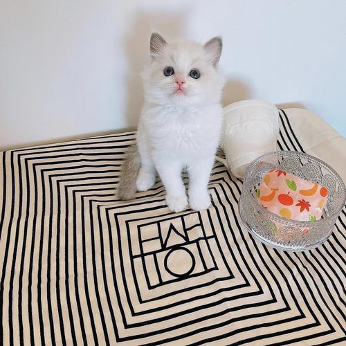 老版猫咪3.0.1老版猫咪3.0.1，宠物的经典与新篇章