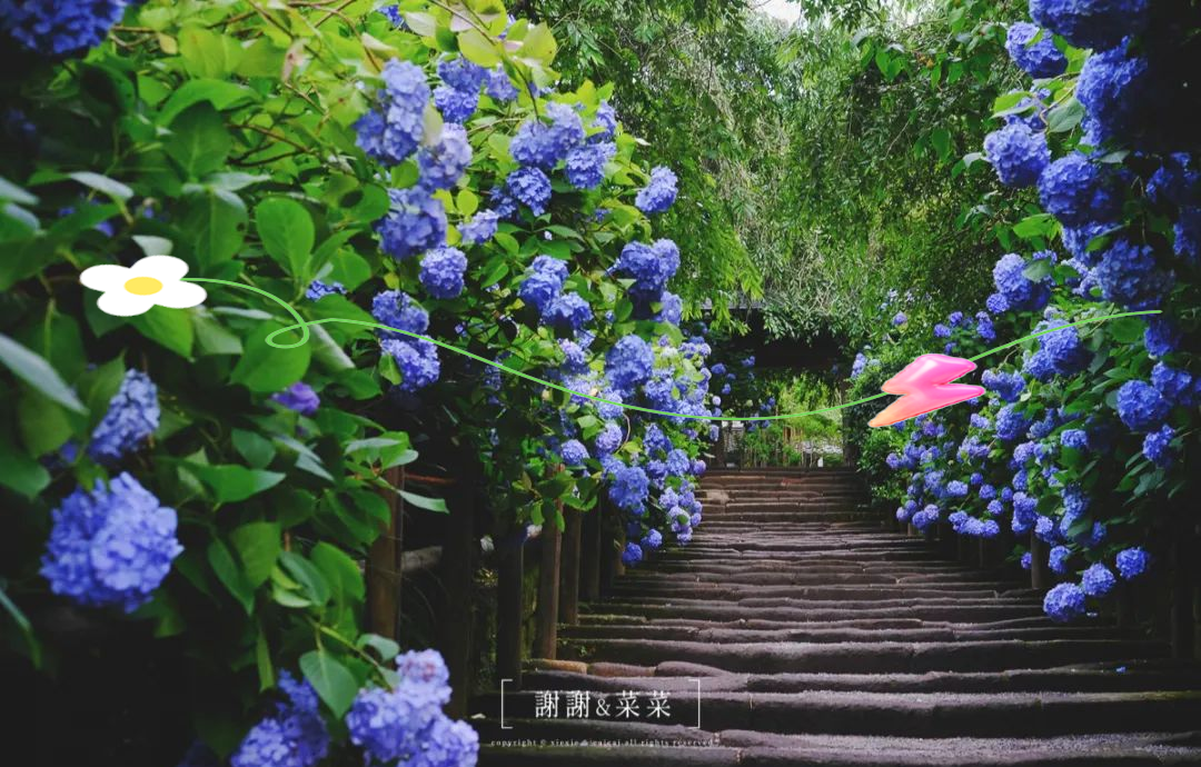 紫阳花紫阳花之美