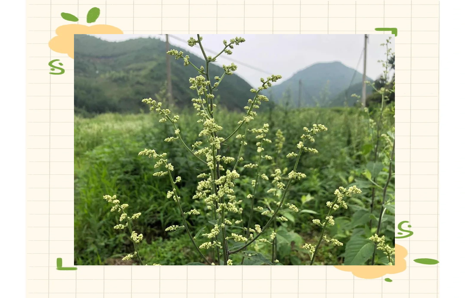 野草高清视频免费野草高清视频免费，探索自然之美-第2张图片