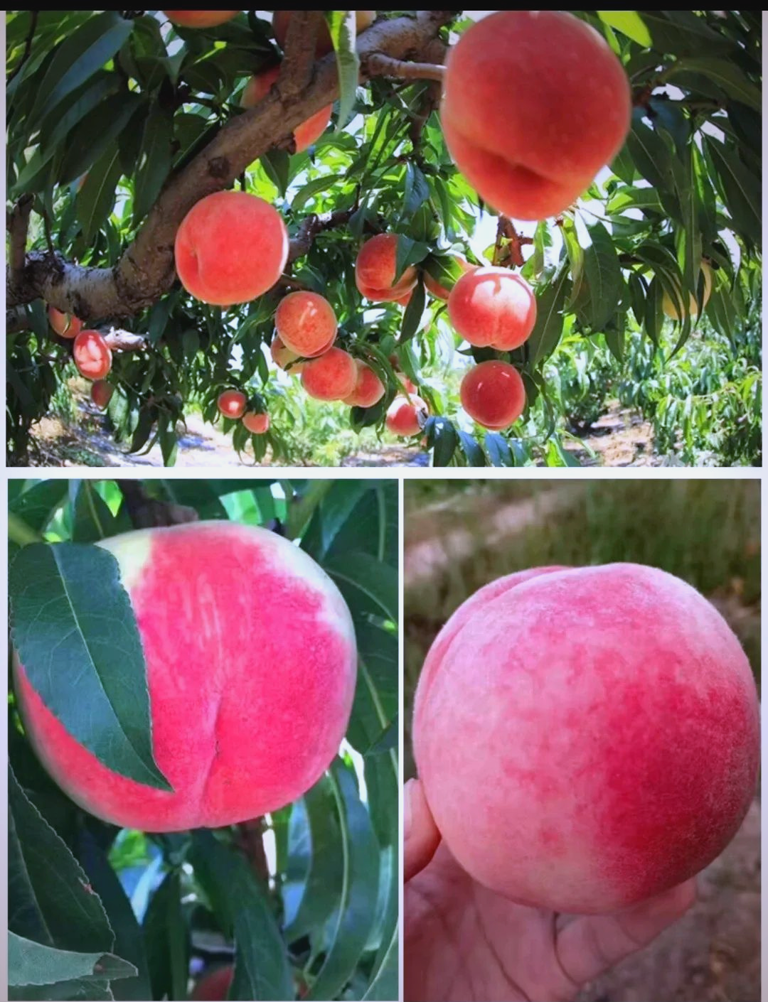 水蜜桃7，美味与健康的完美结合