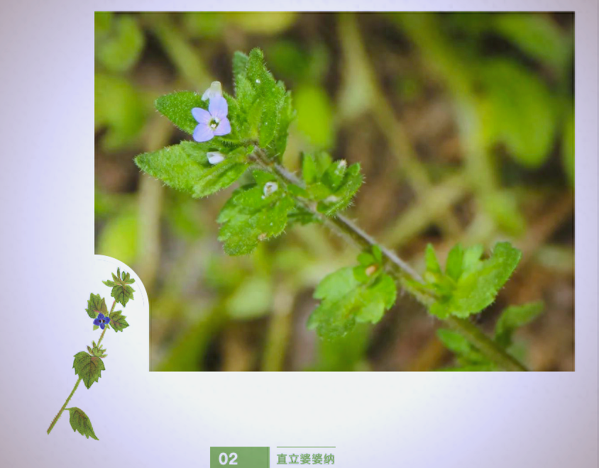 野花论坛地址野花论坛地址探索-第2张图片