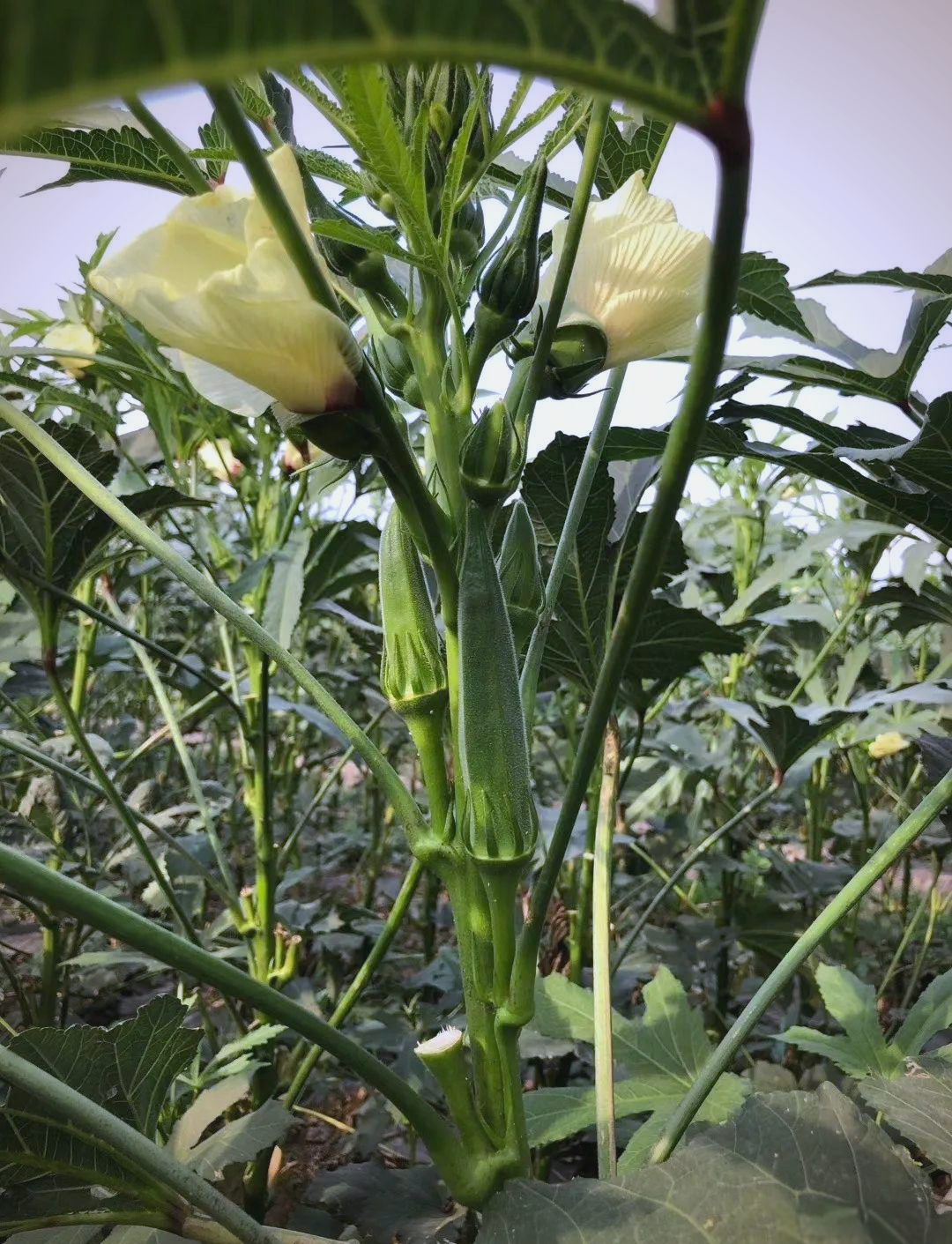 秋葵app下载汅api免费下载秋葵APP下载与免费API下载指南