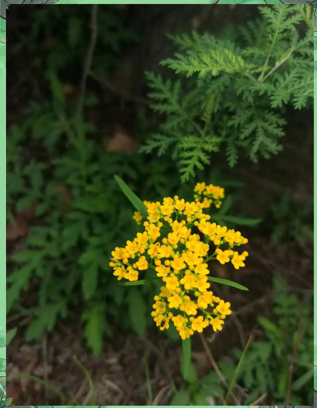 y111111111免费观看电视野花视频在线观看免费，探索自然之美