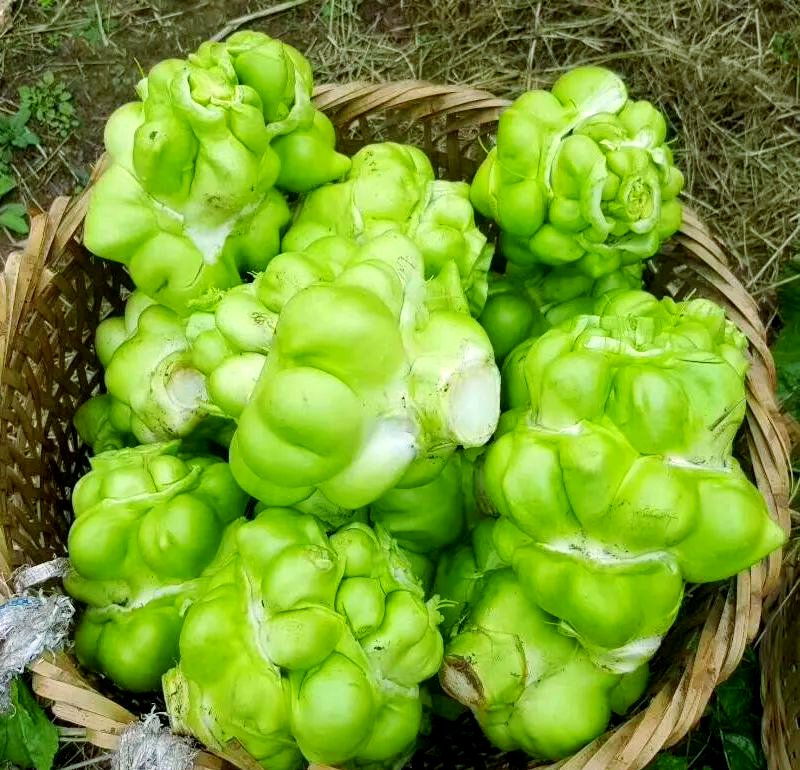 芥菜是我国重要的经济作物-第2张图片