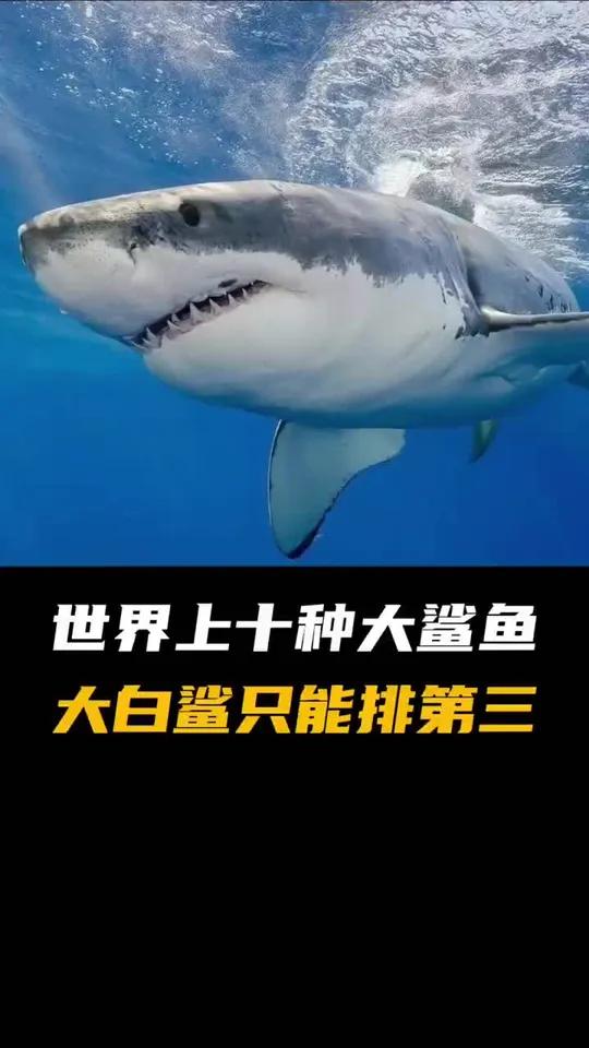 万能鲨鱼万能鲨鱼，海洋之霸-第1张图片
