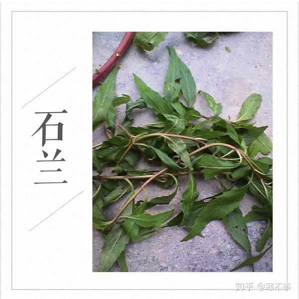 采药225以后去哪里学采药之旅——探寻神秘225草药-第3张图片