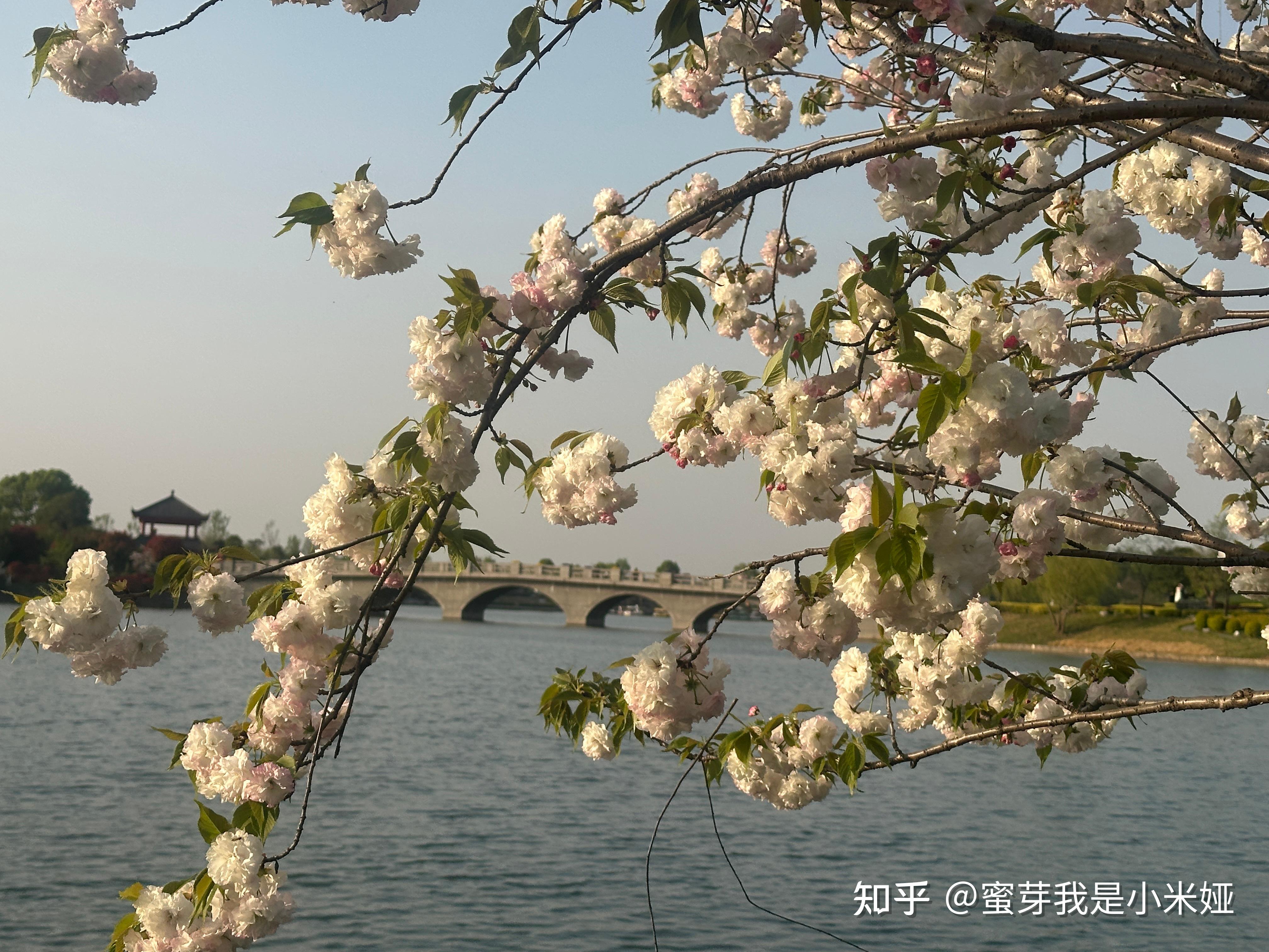 我的5527蜜芽域名查询