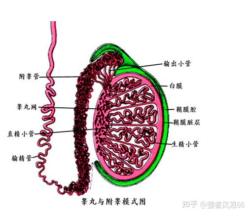 被十男人灌了一夜精子-第2张图片