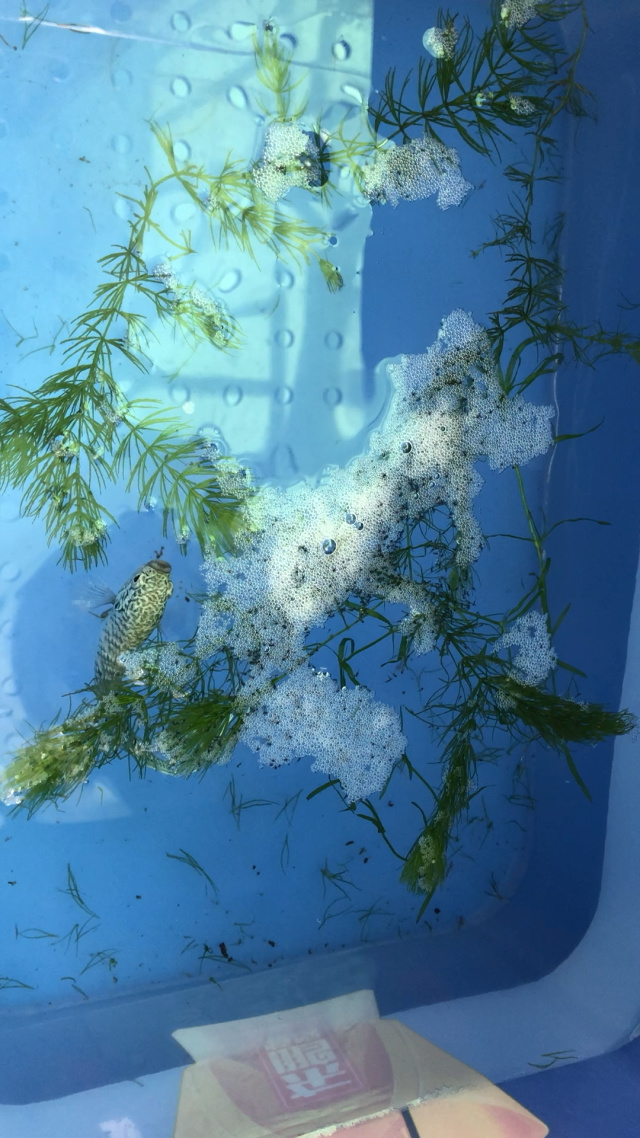 斗鱼闪现斗鱼闪现，神秘生物的炫目瞬间
