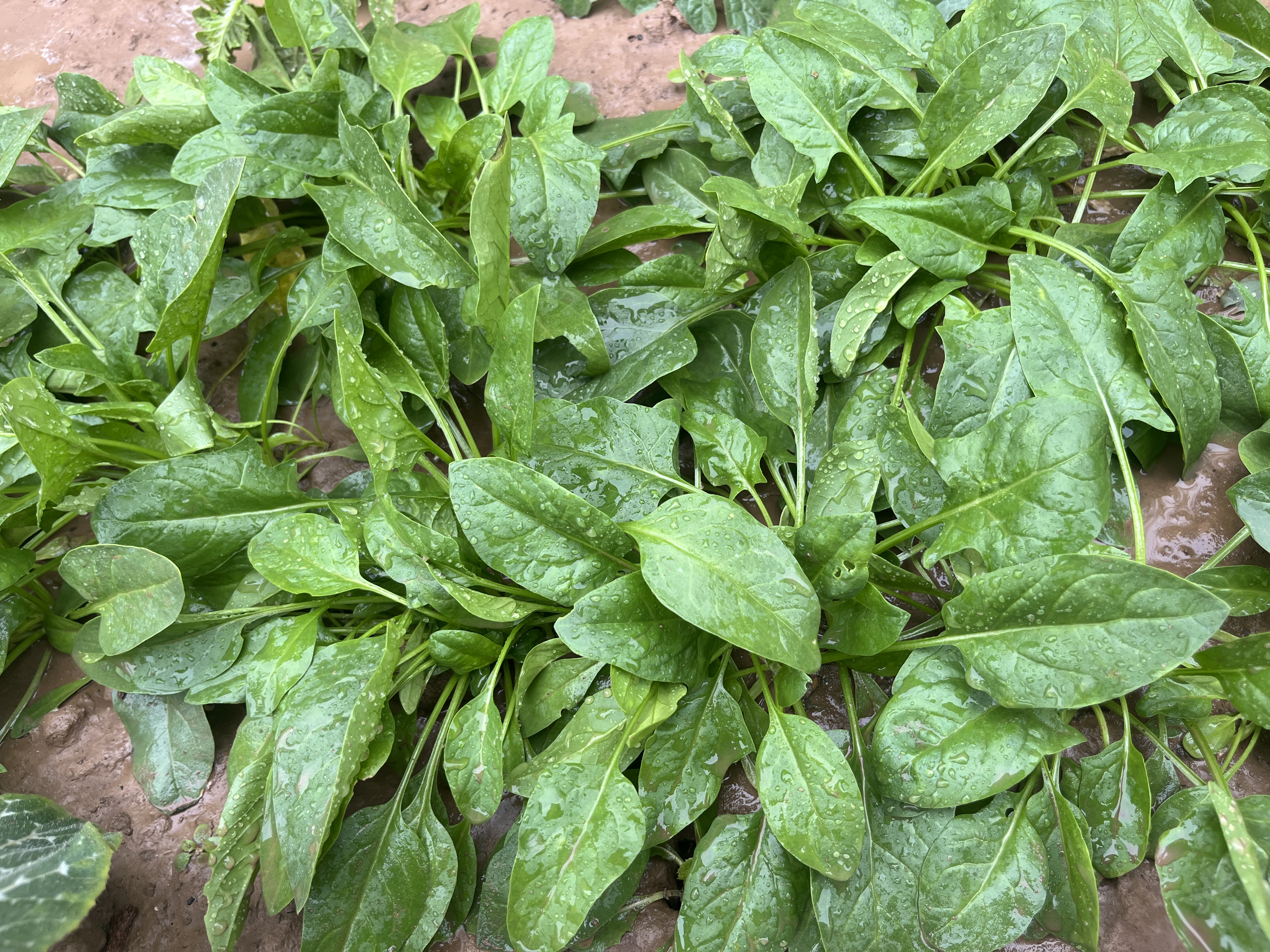 菠菜网haobc菠菜网HAOBC，引领绿色生活的新篇章-第1张图片