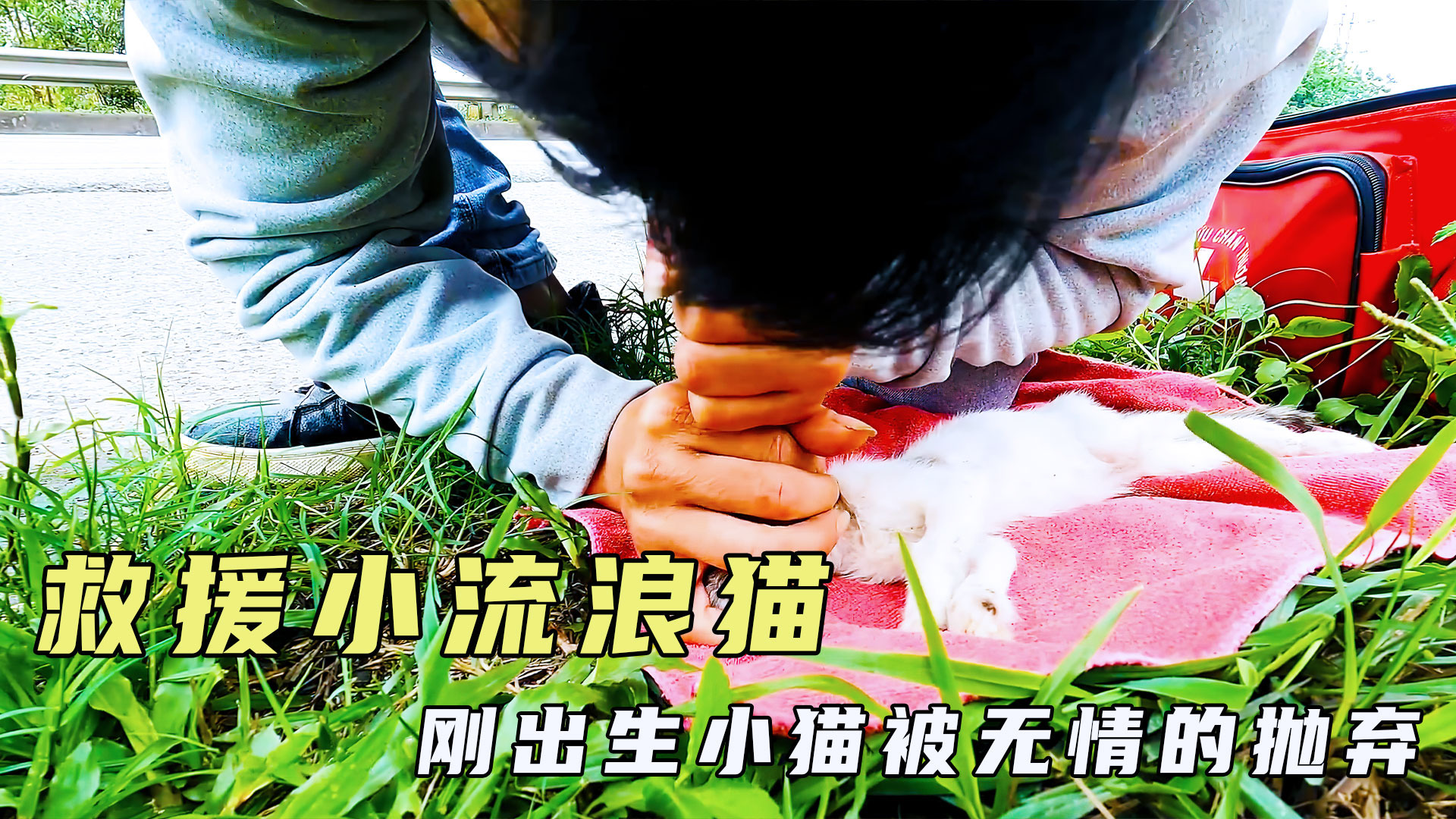 猫咪视频app怎么显示有病毒猫咪视频APP，探索便捷的视觉盛宴-第1张图片