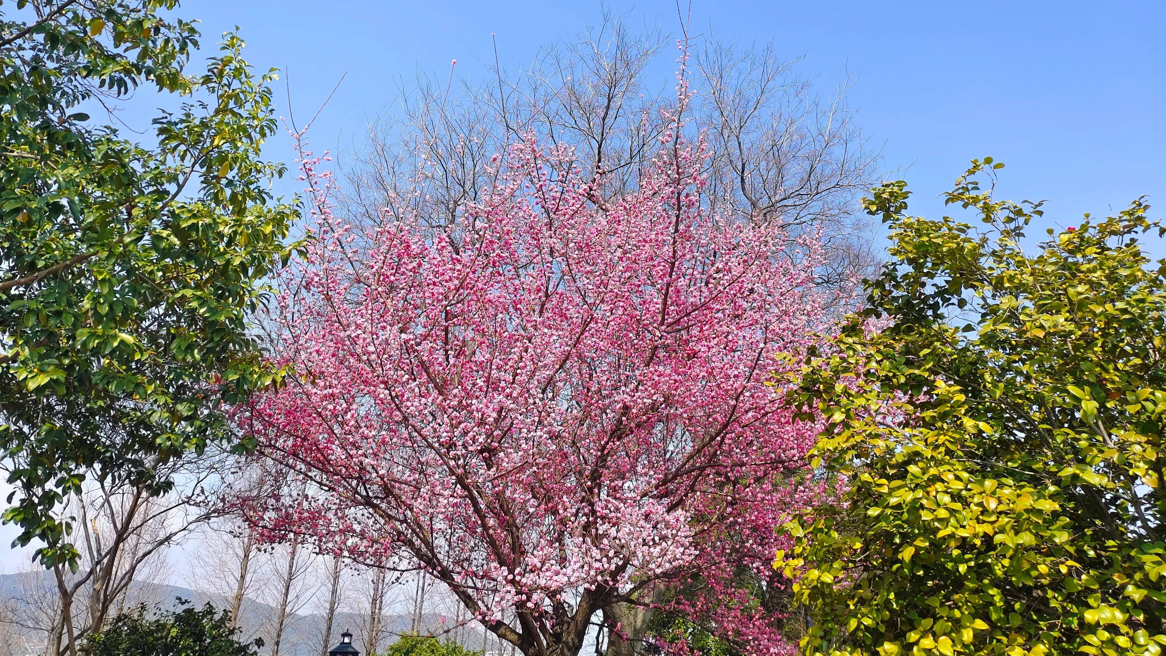 今日桃花运