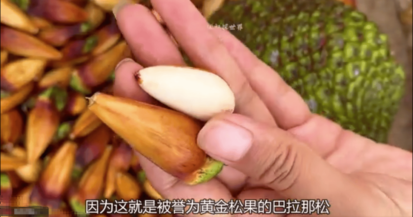 雪峰毛尖，品味自然之珍-第1张图片