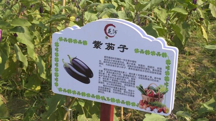 草莓、秋葵、黄瓜、丝瓜、芭乐、绿巨人-第2张图片