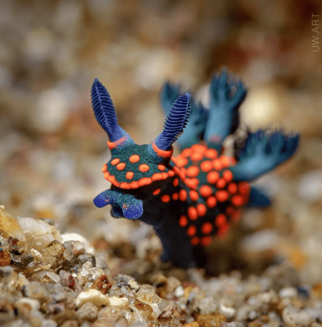 大彩鲸大彩鲸，神秘的海洋生物