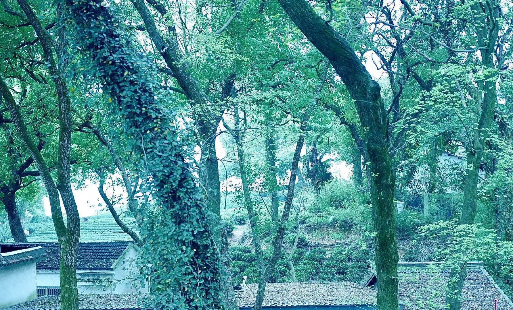 沈木兮薄云岫免费阅读沈木兮薄云岫，一场神秘的阅读之旅-第1张图片