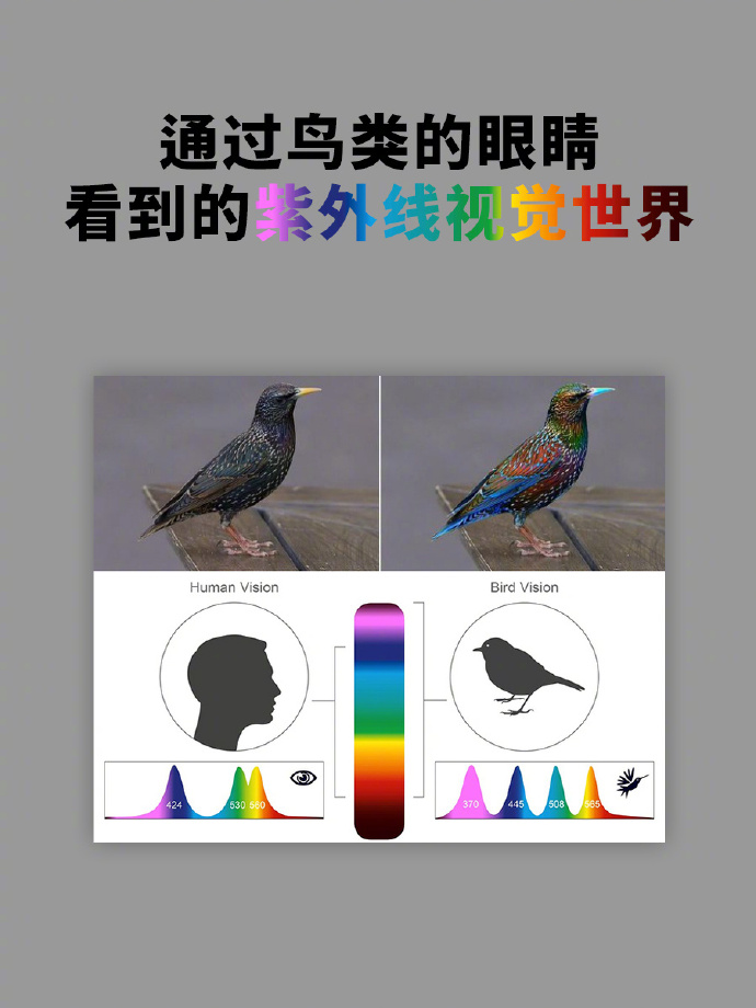 图库118，探索丰富的视觉世界-第1张图片