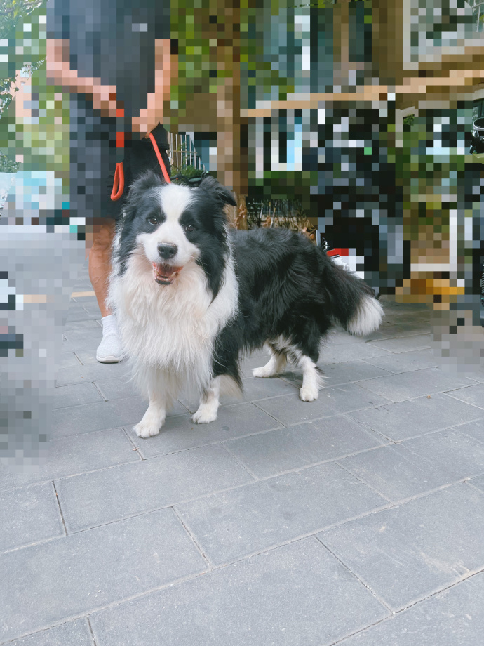 376969狗跑论坛，探索狗狗世界的奇妙之旅-第3张图片