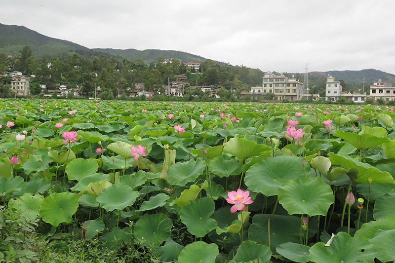 荷桂生态文化旅游节2024年什么时候举行荷桂生态文化旅游节-第2张图片