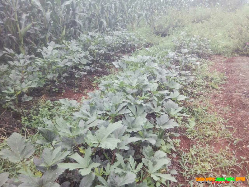 小草乌小草乌的魅力与故事