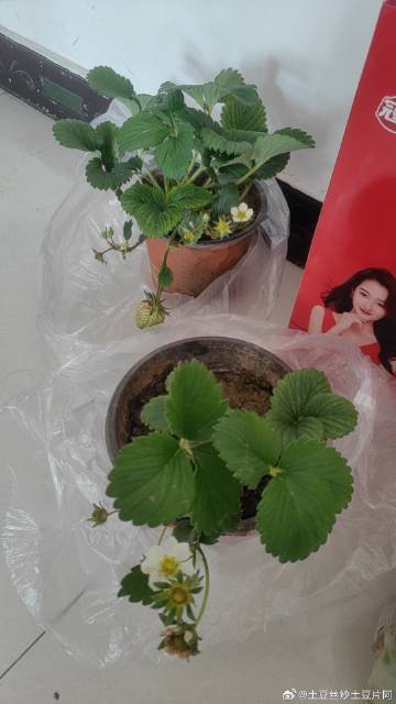 草莓视频丝瓜视频下载，探索丝瓜视频与游戏新世界-第2张图片