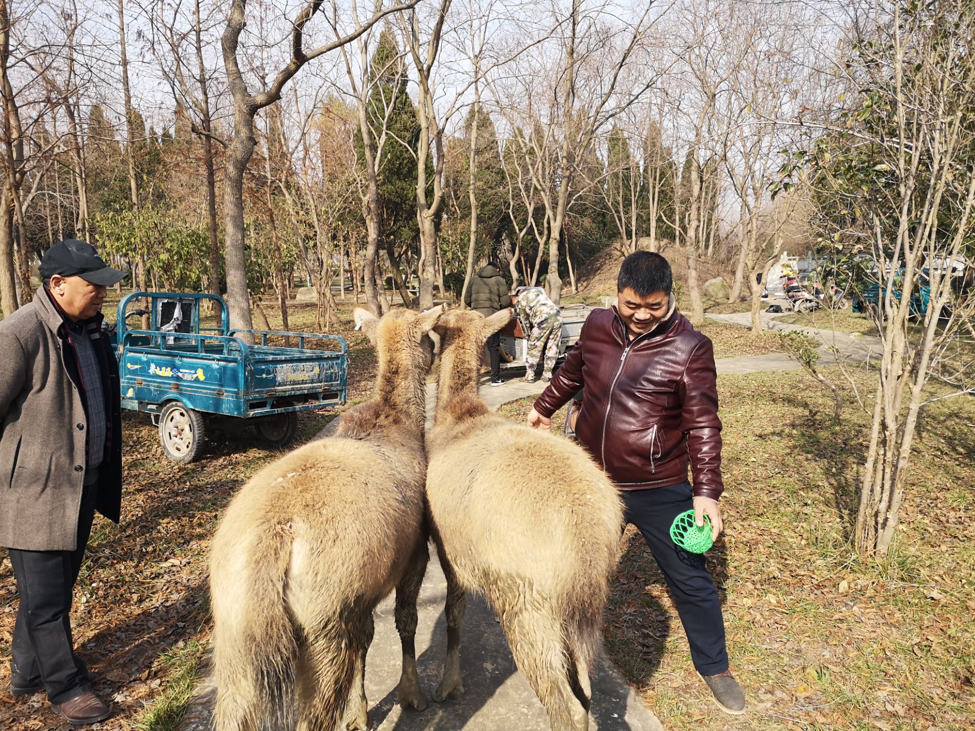 2019四不像86四不像2019，探索未知的未来