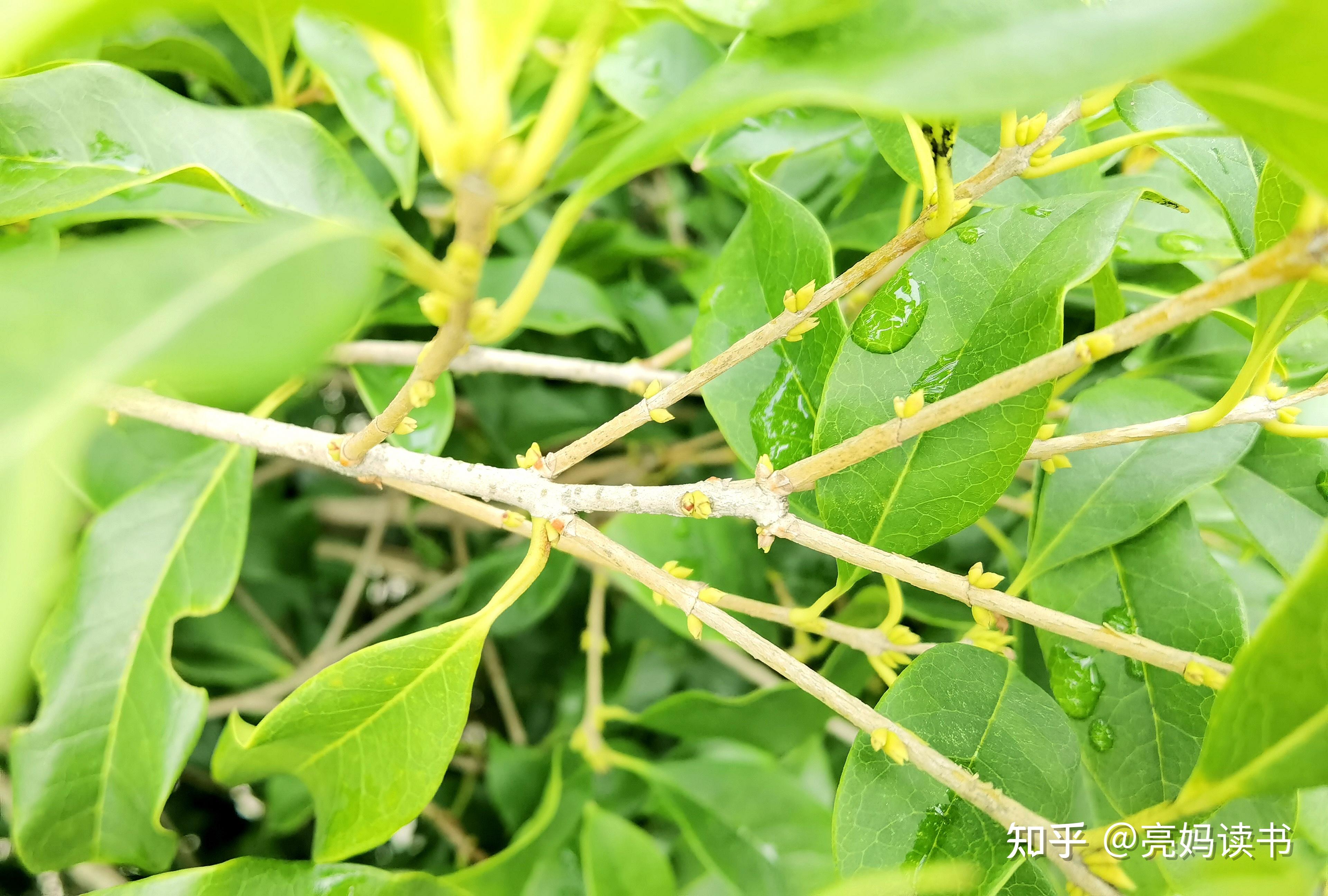 探索fi18cc含羞草官网，全面了解与选购指南-第2张图片