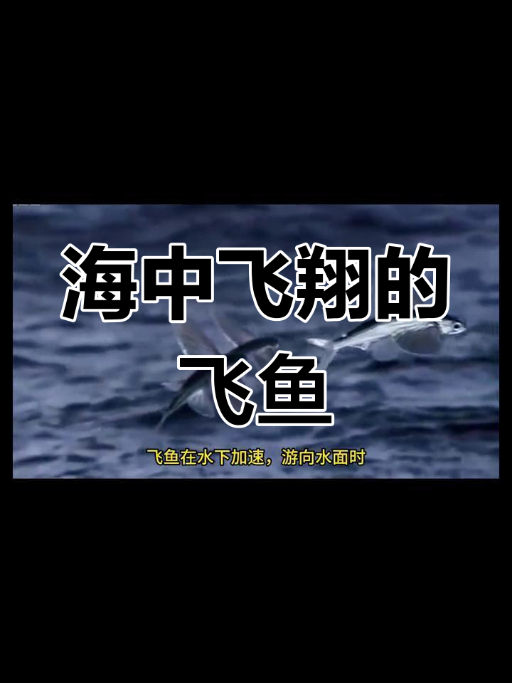 飞鱼娱乐项目是什么飞鱼娱乐项目，探索水上娱乐新境界-第3张图片