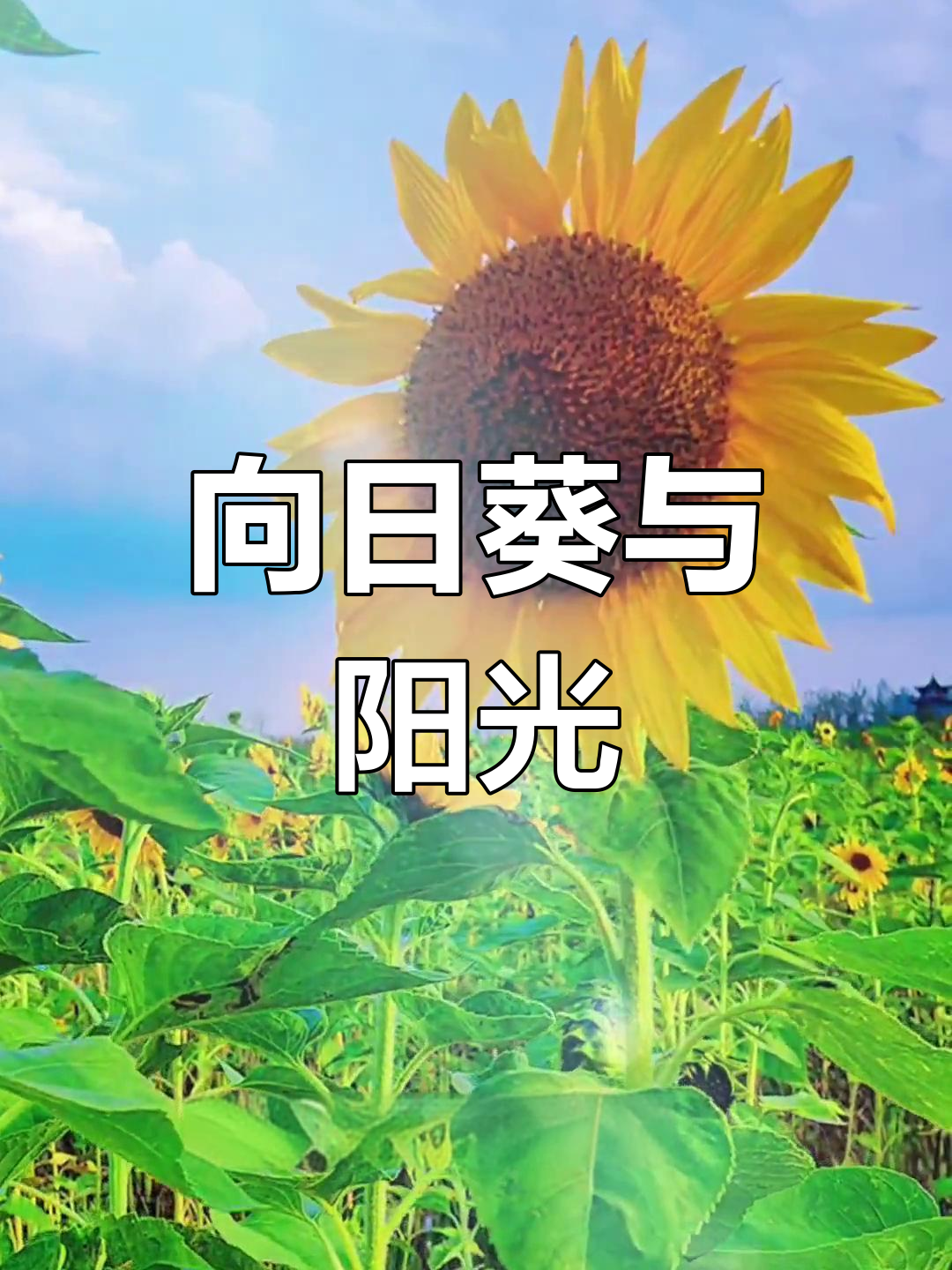 向日葵APP在线看免费视频体验-第2张图片