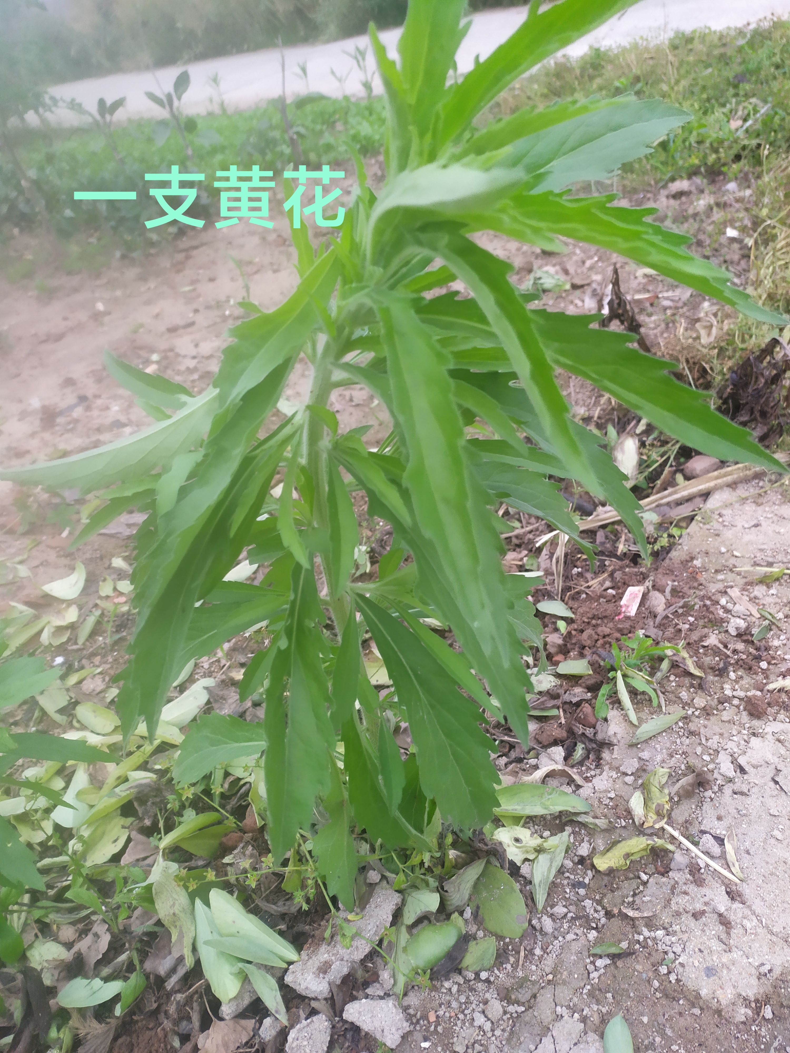 草榴是什么草榴是一种常见的植物，属于豆科植物。它的形态特征和生长环境如下